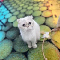 گربه اسکاتیش بالغ