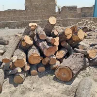 خرید چوب و قطع درختان