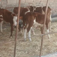 گوساله سیمنتال نر اصیل اصیل