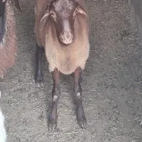 بره نر چاق مخصوص کشتار مناسب‌تر از همه جا