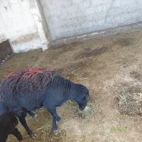قربانی