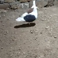 دوکت گراف