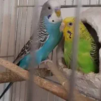جفت مـرغ عشق مولد