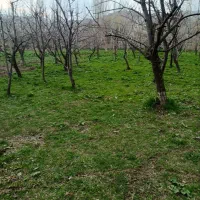 زمین-باغی