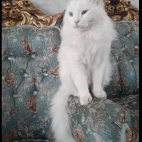 گم شده
