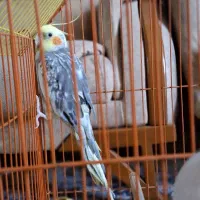عروس هلندی نر با قفس