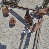۵ تا جوجه سرخ دم سفید کاکلی