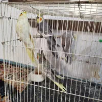 عروس هلندی تعداد