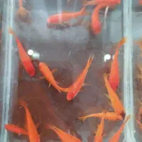 ماهی آکواریوم