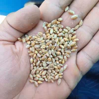 گندم فرانسوی رقم اوکلید