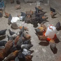 نیمچه گلپایگانی ۳ ماهه