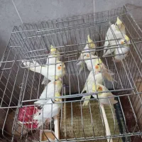 پرنده