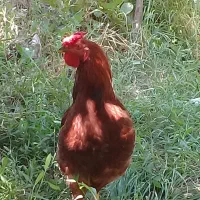 معاوضه خروس با مرغ
