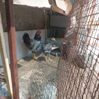 دوعدد خروس جوان