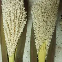 ابره نخل نر