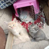 واگذاری گربه خانگی