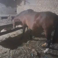 اسب مادیون