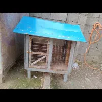 فقس‌کبوتر