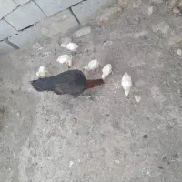 جوجه لاری