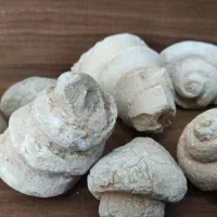 فسیل|کلکسیون و سرگرمی|فسا, |دیوار