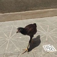جوجه لاری