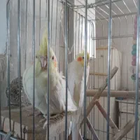 عروس هلندی دستی ومولد