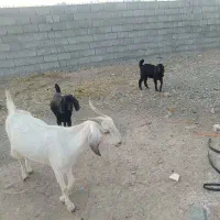 گوسفند دوقلوزافروشی