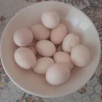 تخم لاری نطفه دار