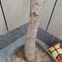 گل یوکا