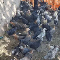 جوجه مرغ رسمی
