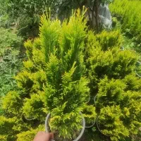 کاج لاوسون هورتانسیا هفت رنگ تویا طلایی