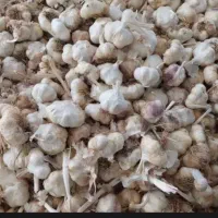 سیر مخصوص خوراک ترشی و پودر سیر
