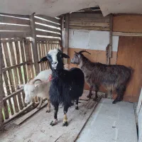 بز مولد|حیوانات مزرعه|رشت, ولکس|دیوار