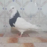 یک عدد طوق سیاه ماده