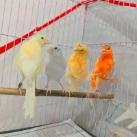 قناری اورجینال بجنورد