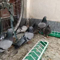 کبوتر