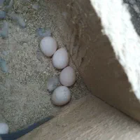 مرغ عشق مولد تضمینی