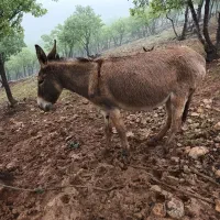 ماده خر و خر کری نره 8ماه