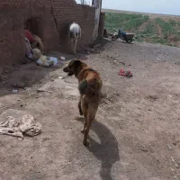 سگ گله|سگ|سبزوار, قصبه غربی|دیوار