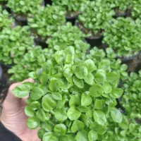 سبزه نارنج عید 1405