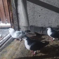 سبز|پرنده|نیشابور, دربقاضی|دیوار