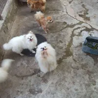 سگ پامر