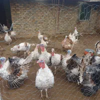 بوقلمون نر ارگانیک و خروس