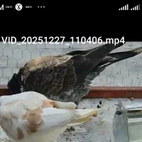 سینماش گمشده