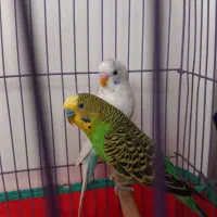 یک جفت مرغ عشق
