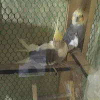عروسی هلندی مولد