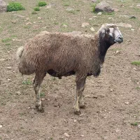 واگذاری قوچ چال