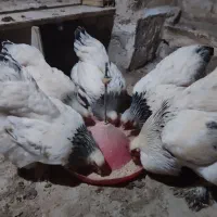 تخم نطفه دار برهما