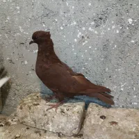 رنگ|پرنده|بروجرد, |دیوار
