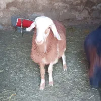 بره ماده